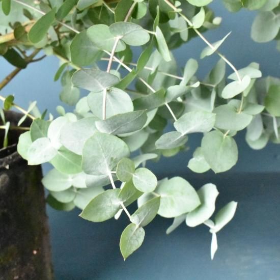 ユーカリ アップルボックス オーストラリアの植物販売中