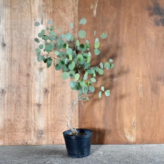 ユーカリ シルバーダラーガム オーストラリアの植物