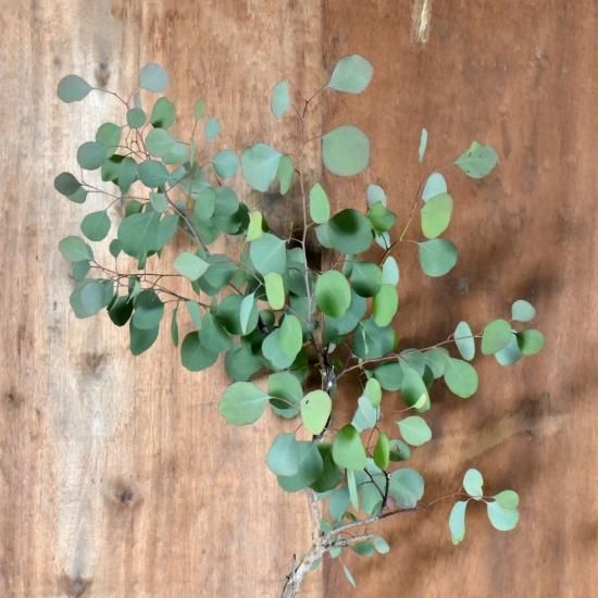 ユーカリ シルバーダラーガム オーストラリアの植物 ユーカリ シルバーダラーガム オーストラリアの植物