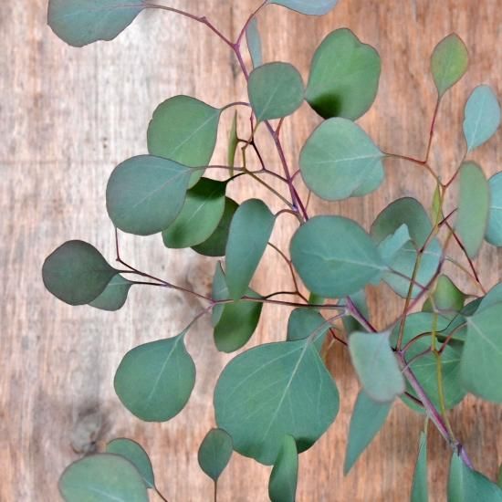 ユーカリ シルバーダラーガム オーストラリアの植物 ユーカリ シルバーダラーガム オーストラリアの植物