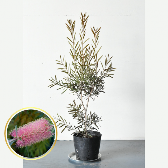 カリステモン ピンクシャンパン | 鉢植え低木 - 植木農家のお店