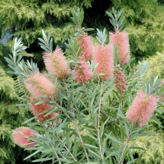 カリステモン ピンクシャンパン | 鉢植え低木 - 植木農家のお店