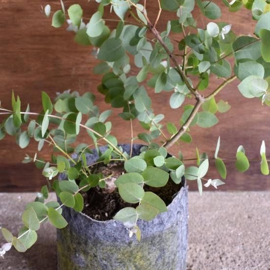 ユーカリ アップルボックス オーストラリアの植物 ユーカリ アップルボックス オーストラリアの植物