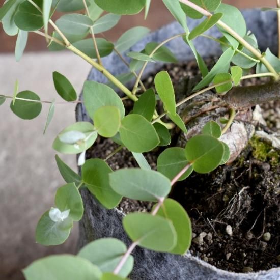 ユーカリ アップルボックス オーストラリアの植物 ユーカリ アップルボックス オーストラリアの植物