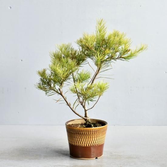 バンクシアの花が咲かないのはなぜ リョウチクプランツショップリョウチクプランツショップ バンクシアの花が咲かないのはなぜ リョウチクプランツショップリョウチクプランツショップ