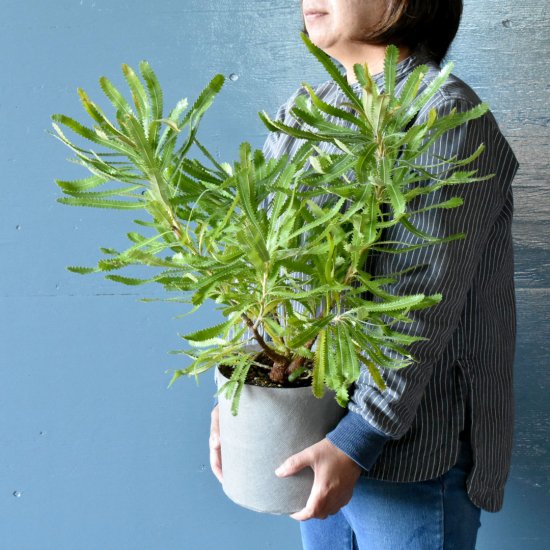 バンクシア アエムラ ウォールムバンクシア オーストラリアの植物販売中