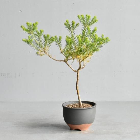 ヒースバンクシア オーストラリアの植物販売中 ヒースバンクシア オーストラリアの植物販売中