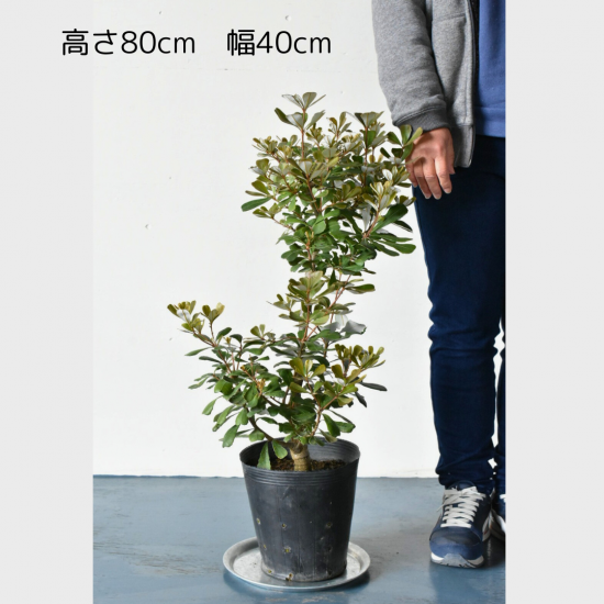 特大 バンクシアコースト2.3M(鉢底から)品番B （バンクシア