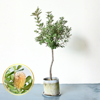 <img class='new_mark_img1' src='https://img.shop-pro.jp/img/new/icons5.gif' style='border:none;display:inline;margin:0px;padding:0px;width:auto;' />[ʪ/]ȥХ󥯥  顡ɻΩ(ȭ7桡ľ21cm) ƱԲĤξʲ