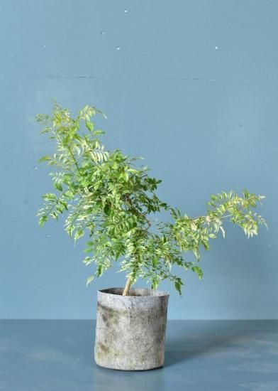 アメリカノウゼンカズラ 和光ホワイト 斑入り植物販売中 アメリカノウゼンカズラ 和光ホワイト 斑入り植物販売中