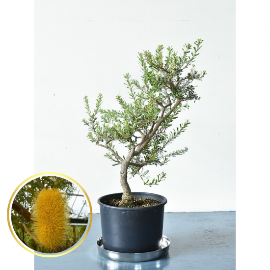 斑入植物集 第3巻 | 珍しい植物の図鑑 - 植木農家のお店 通販は