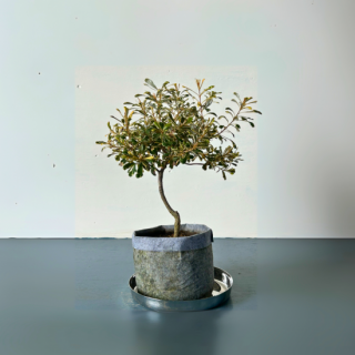 <img class='new_mark_img1' src='https://img.shop-pro.jp/img/new/icons5.gif' style='border:none;display:inline;margin:0px;padding:0px;width:auto;' />[ʪ/]ꥳȥХ󥯥  ξ (ȭ7桡ľ21cm)ξʲ