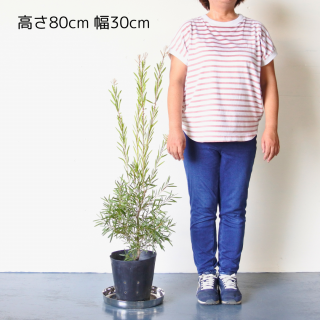 [ʪ/]  ꥹƥ󡡥ԥ󥯥ѥ (ȭ7桡ľ21cm)ֲꤢξʲ