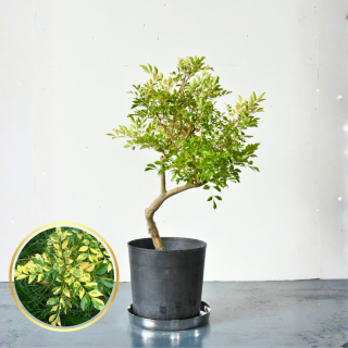 <img class='new_mark_img1' src='https://img.shop-pro.jp/img/new/icons5.gif' style='border:none;display:inline;margin:0px;padding:0px;width:auto;' />[ʪ/] ޥȥͥꥳե顡(ȭ9桡ľ27cm)  ƱԲĤξʲ