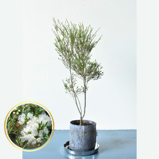 シルバーバンクシア | 鉢8号 - 植木農家のお店 通販はこちら「両 シルバーバンクシア | 鉢8号 - 植木農家のお店 通販はこちら「両