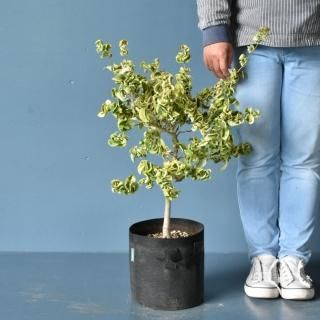斑入り植物 カラーリーフ 生産販売