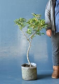 ちぃ‼️流通皆無‼️✩.*˚ウンベラータ 斑入りトップ✩.*˚3 ちぃ‼️流通皆無‼️✩.*˚ウンベラータ 斑入りトップ✩.*˚3 ちぃ