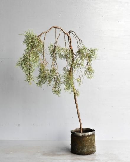 アリゾナイトスギ ブルーアイスペンデュラ 販売中