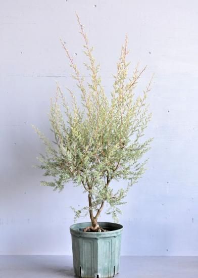 シルバーウーリーティーツリー オーストラリアの植物販売中