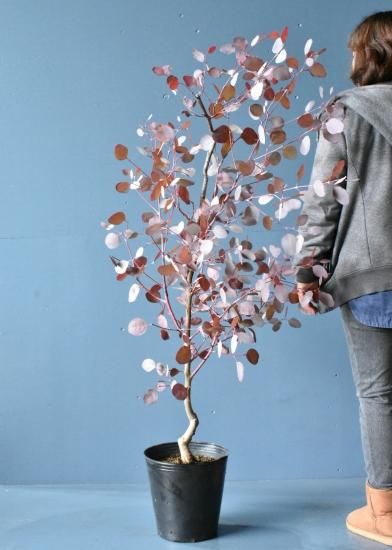 ユーカリ シルバーダラーガム オーストラリアの植物
