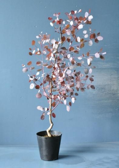 ユーカリ シルバーダラーガム オーストラリアの植物 ユーカリ シルバーダラーガム オーストラリアの植物