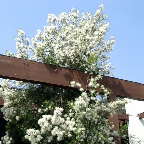 メラレウカ　ティーツリー　スノーインサマー 楽天市場】【スノーインサマー】 メラレウカ (ティーツリー) 5号ポット