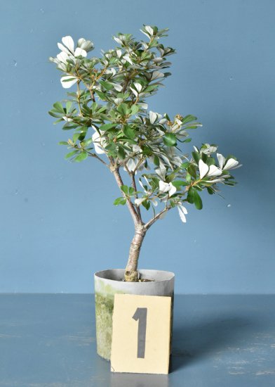 コーストバンクシア セイラ(φ18cm) | 花咲く特徴的なコースト ...