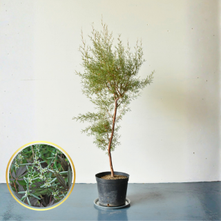 <img class='new_mark_img1' src='https://img.shop-pro.jp/img/new/icons5.gif' style='border:none;display:inline;margin:0px;padding:0px;width:auto;' />[ʪ/] ץȥڥޥࡡԥ󥰥ƥĥ꡼(ȭ8桡ľ24cm )ƱԲĤξʲ