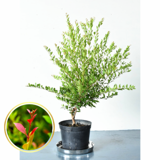 オーストラリア植物を買うなら生産者のお店｜両筑プランツショップ