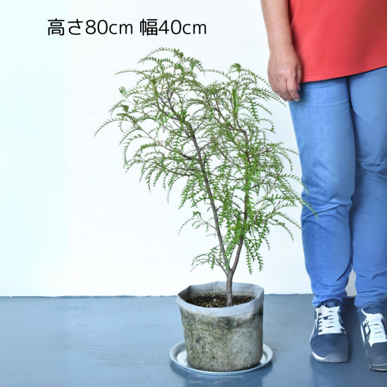 グレビレア ピーターGrevillea Peter 25年9月中下旬予約]グレビレア：ピーター6号鉢植え の通販