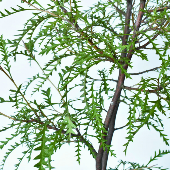 グレビレア ピーターGrevillea Peter 25年9月中下旬予約]グレビレア：ピーター6号鉢植え の通販