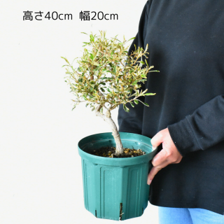 [ʪ/] ꥳȥХ󥯥  ξޡ(ȭ6桡ľ18cm)ξʲ