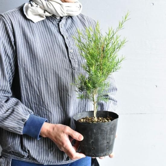 メラレウカ メディカルティーツリー オーストラリアの植物販売中 メラレウカ メディカルティーツリー オーストラリアの植物販売中