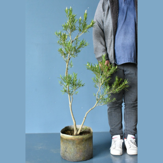 <img class='new_mark_img1' src='https://img.shop-pro.jp/img/new/icons61.gif' style='border:none;display:inline;margin:0px;padding:0px;width:auto;' />[ʪ]ꥹƥ ɡС(24cm)ξʲ