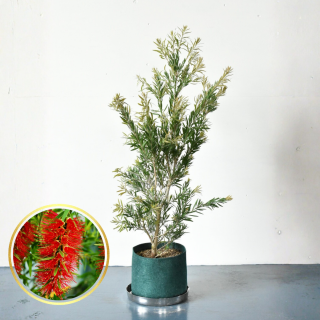 <img class='new_mark_img1' src='https://img.shop-pro.jp/img/new/icons5.gif' style='border:none;display:inline;margin:0px;padding:0px;width:auto;' />[ʪ/] ꥹƥ ɡС(ȭ8桡ľ24cm )ƱԲĤξʲ