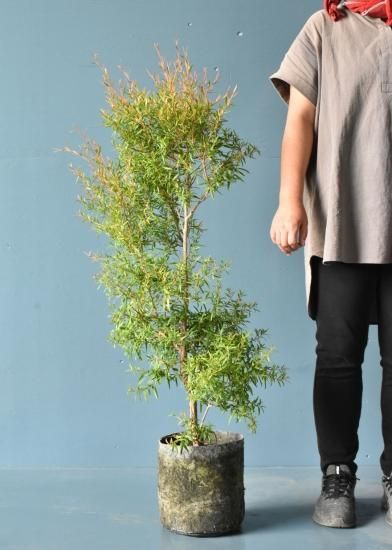 レモンティーツリー オーストラリアの植物販売中 レモンティーツリー オーストラリアの植物販売中