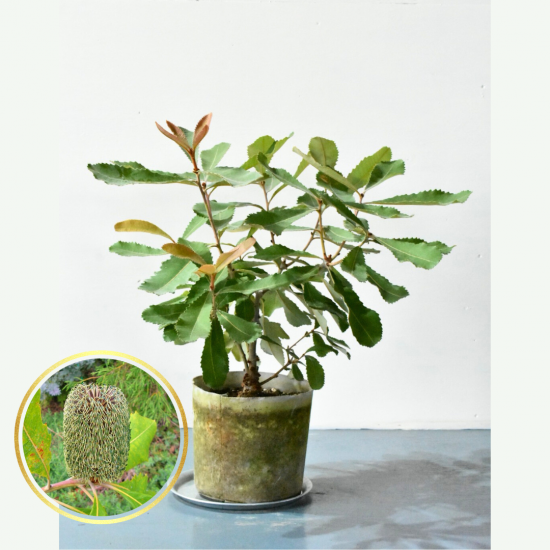 スワンプバンクシア | 現品販売 - 植木農家のお店 オーストラリア植物や斑入り植物、コニファーの通販はこちら「両筑プランツショップ」
