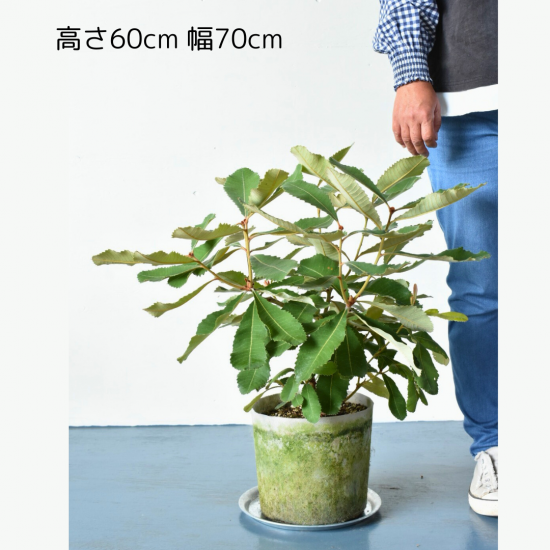 現品】バンクシア・ロブル（スワンプバンクシア）12号相当 Ｋ15番 - 植物/観葉植物