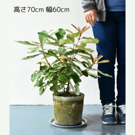 スワンプバンクシア | 現品販売 - 植木農家のお店