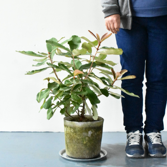 スワンプバンクシア | 現品販売 - 植木農家のお店