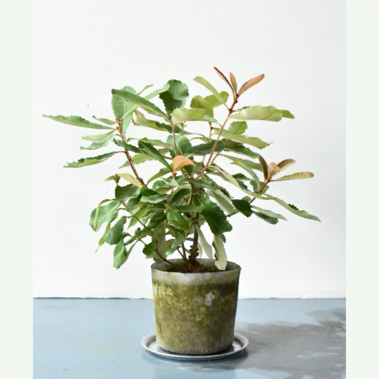 スワンプバンクシア | 現品販売 - 植木農家のお店