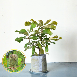 <img class='new_mark_img1' src='https://img.shop-pro.jp/img/new/icons5.gif' style='border:none;display:inline;margin:0px;padding:0px;width:auto;' />[ʪ/]ץХ󥯥(ȭ7桡ľ21cm)ξʲ