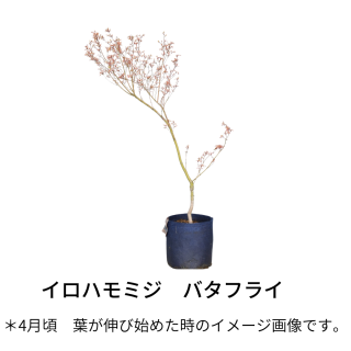 [ʪ]ϥߥХե饤(18cm) ξʲ