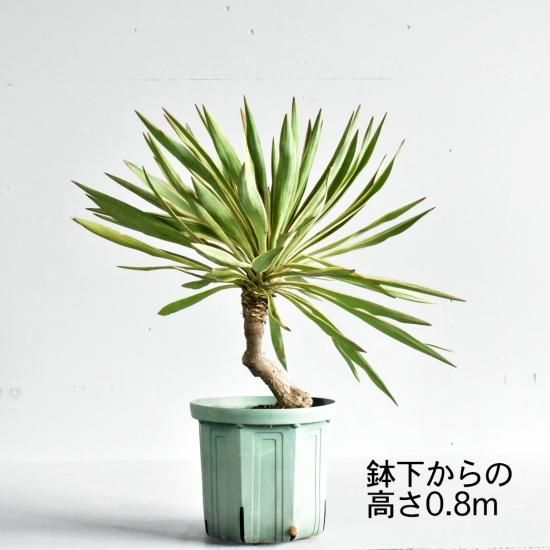 ユッカ グロリオサ バリエガタ 植物の販売 ユッカ グロリオサ バリエガタ 植物の販売