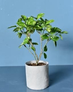 (18cm)  ξʲ