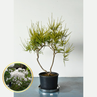 [ʪ/] ۥ磻ȥ󥼥 (ȭ8桡ľ24cm)ξʲ