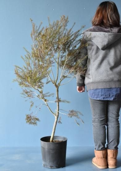 メラレウカ ブラックティーツリー オーストラリアの植物販売中