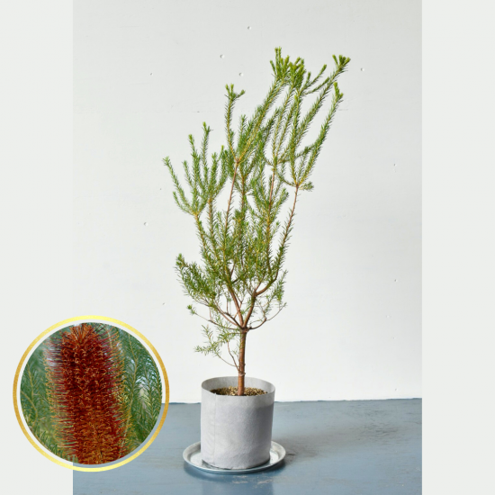 ヒースバンクシア | 一点物 - 植木農家のお店 オーストラリア