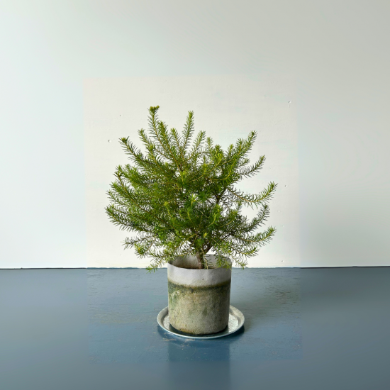 イワオ◇ヒースバンクシア　鉢植え 入荷情報】 明日より販売開始いたします植物の紹介です