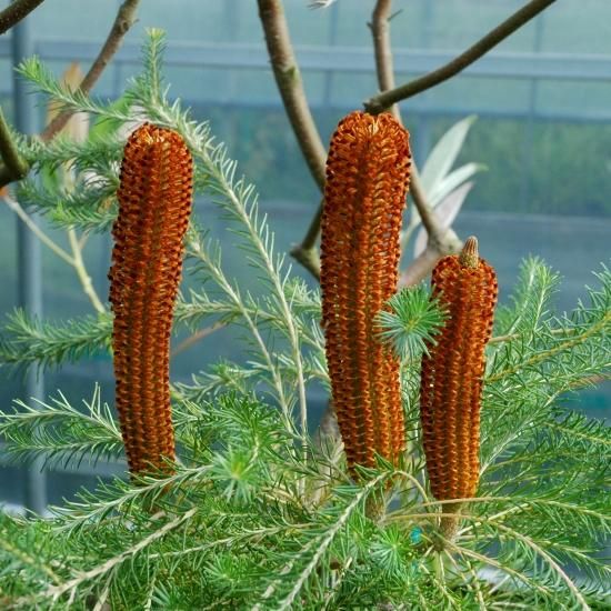 バンクシア　ヒース ヒース バンクシア | To.r 植物店